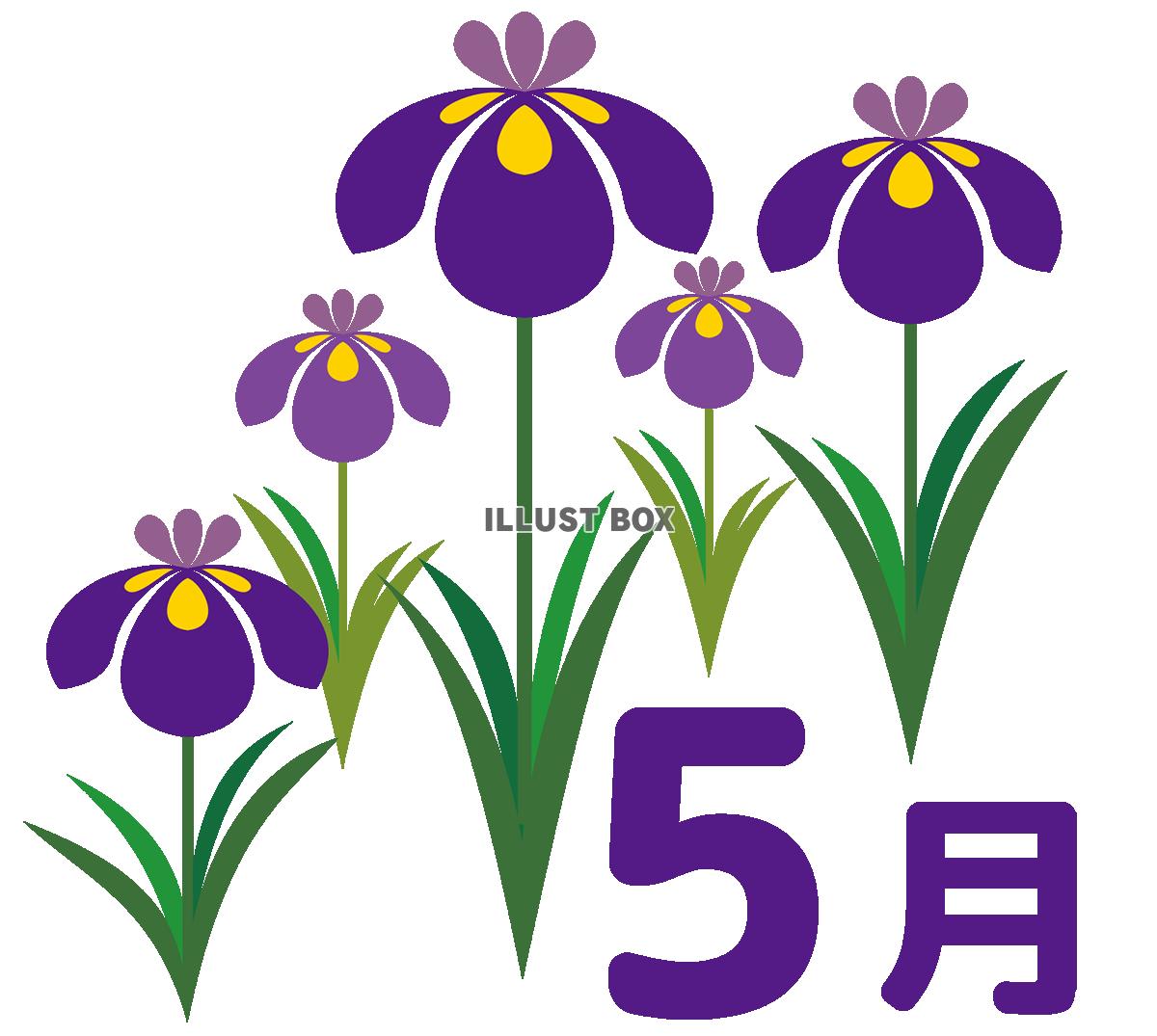 菖蒲の花の5月カレンダー見出し用イラスト