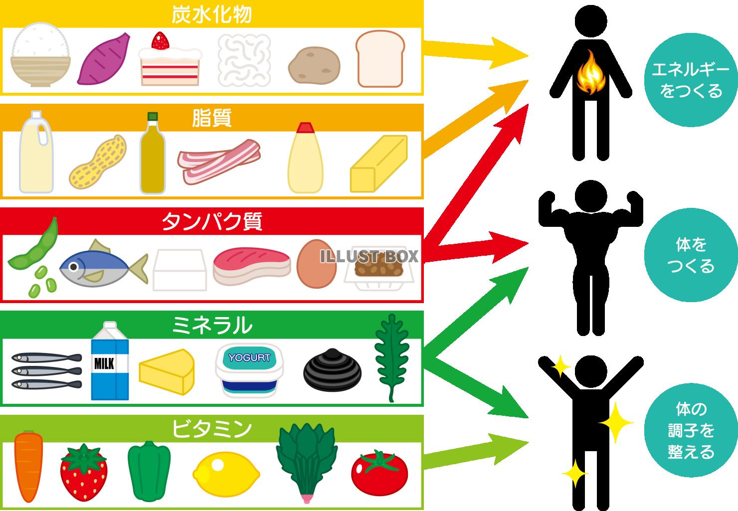 五大栄養素とその役割の解説図