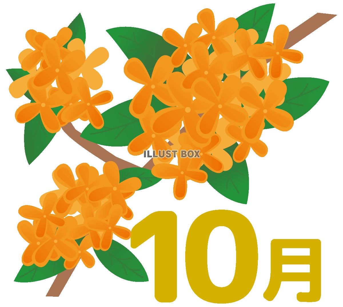 金木犀の10月 カレンダー見出し用イラスト