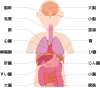 人体の器官の説明図　名称入り