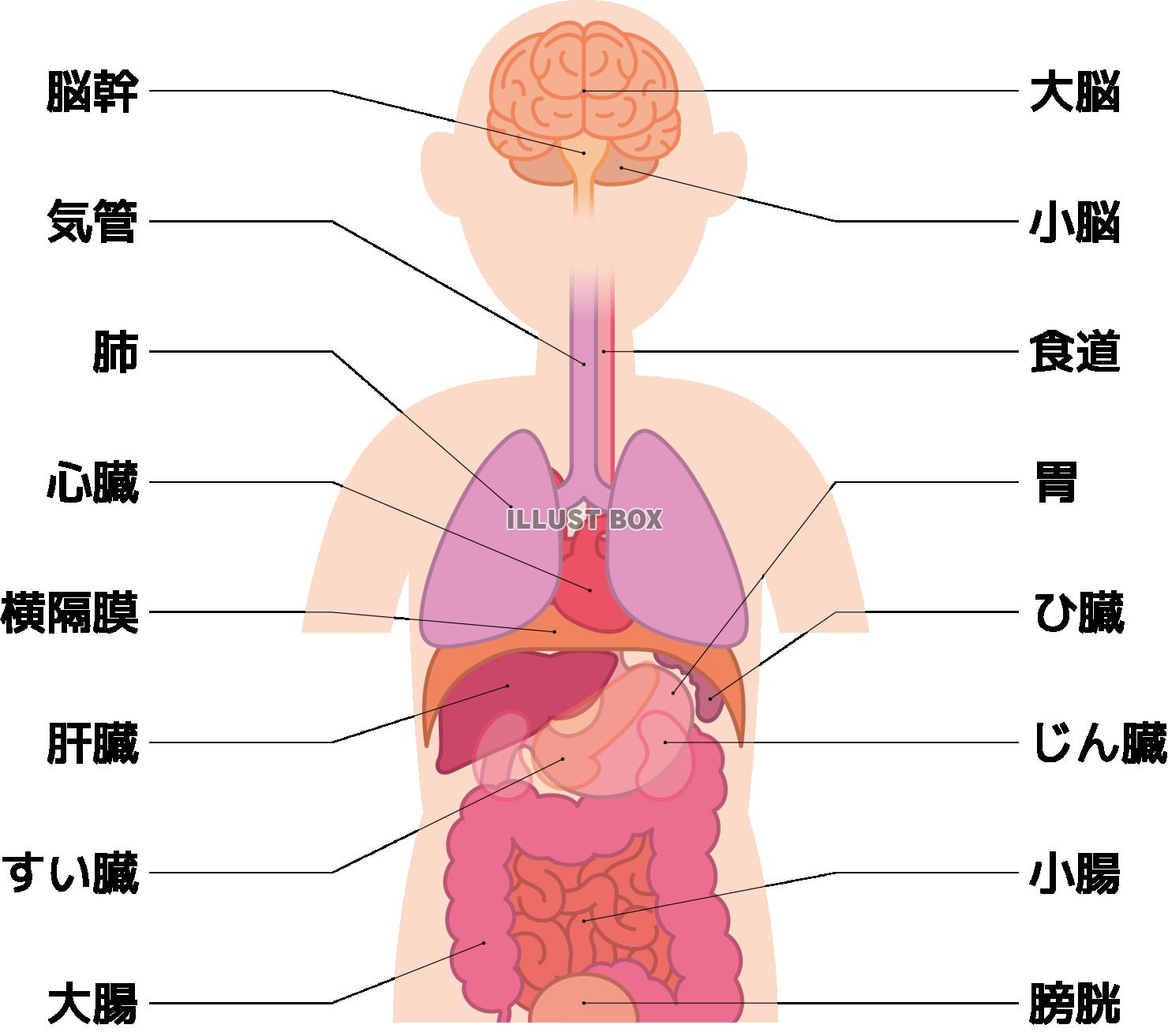 人体の器官の説明図　名称入り