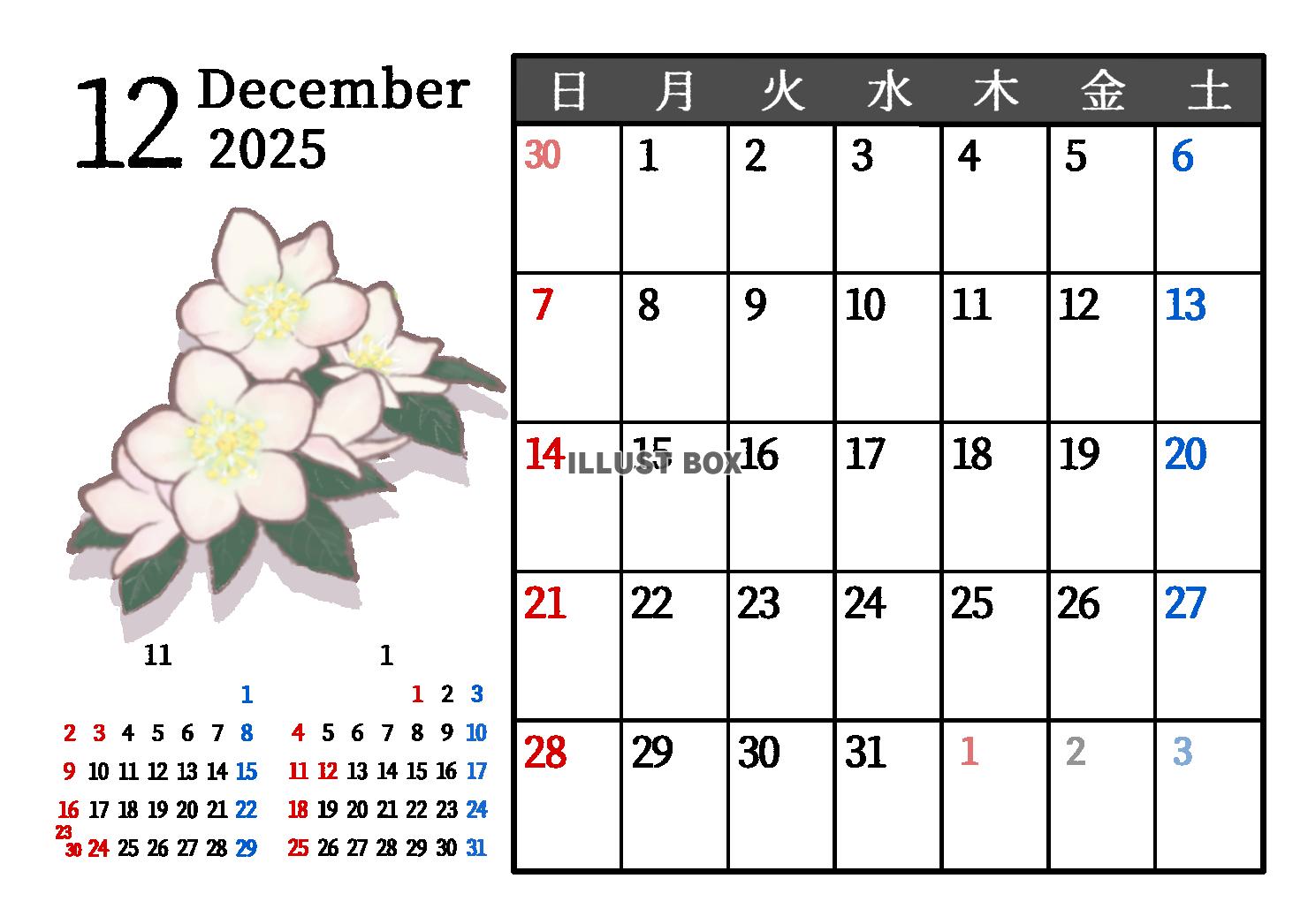 2025年12月　季節の植物のカレンダー　