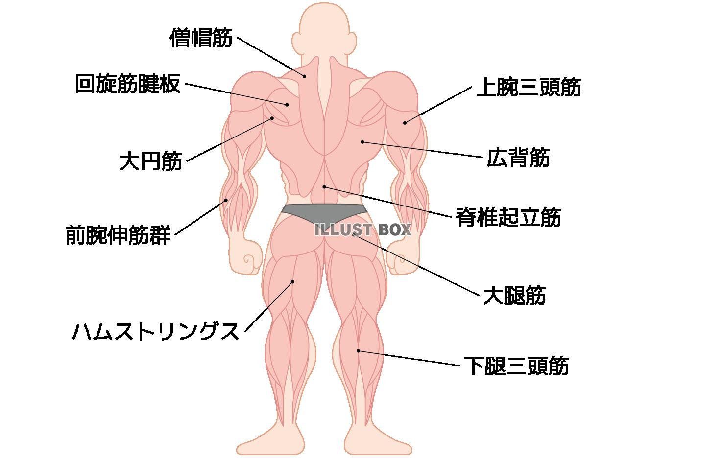 人間の筋肉の部位名称　背面