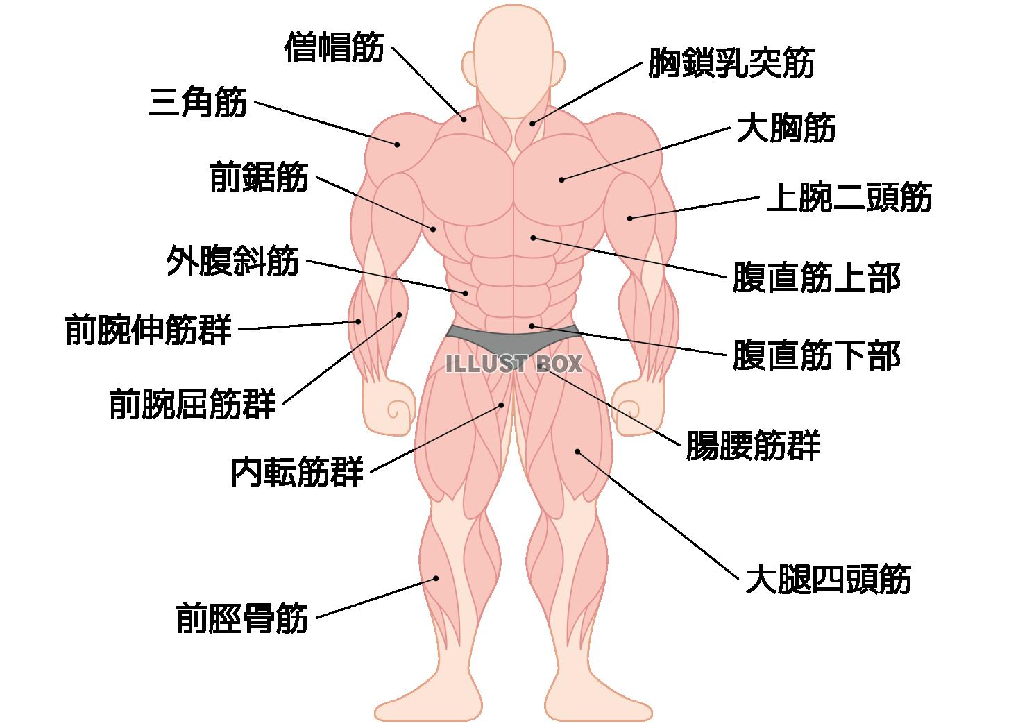 人間の筋肉の部位名称　前面